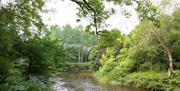 A river flowing through a forest with trees hanging over.