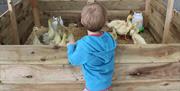 Child feeding ducks