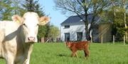 cows in a field outside Barn Lane