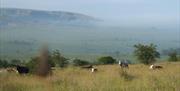 Image is of a field with cows and countryside beyond