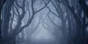 A group of three people can be seen through the mist walking between the dark hedges