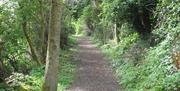 A forest path surrounded by trees.