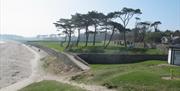 a photo of some trees on a grassy area next to the sandy beach