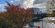 A balcony view over the river with a red tree.