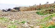 Lots of tourists taking pictures with the famous stones of the Giants Causeway.