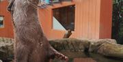 a photograph of two otters in the water