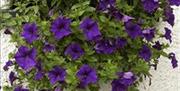 A purple flower bush.