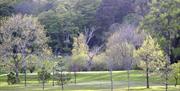 Woodland surrounding the golf course