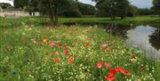 Picture of wild flowers beside a lake