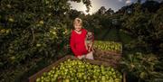 Armagh Apple Farm