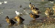 Ducks enjoying a swim in the lake at Castlewellan Forest Park.