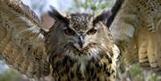 A closeup picture of an eagle owl flapping its wings.