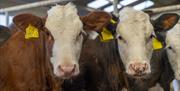 Two brown and white cows staring forward.