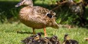 Mother duck and ducklings in the Walled Garden