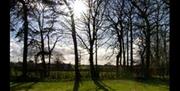 A wooded garden area.