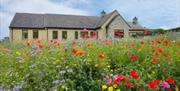 Beautiful modern bungalow with wild flowers growing in the garden