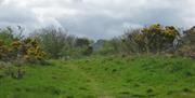 A grassy hill path with bushes.