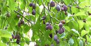 plums growing from a tree