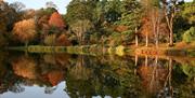 Photo of Mount Stewart trees with beautiful autumn foliage with hues of greens, oranges and browns