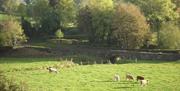 green fields with grazing cattle