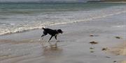 A dog running on the beach.