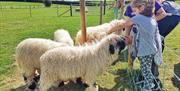 Image shows children petting sheep in a field