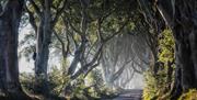 The Dark Hedges which are an area of interest for fans of Game of Thrones