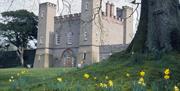 Image is of the Fort with a large tree and daffodils in the foreground