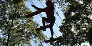 Tree Trek Silhouette