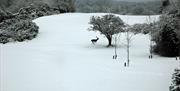 A photo of a deer running across a snowy golf course