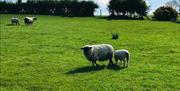 Image shows field with some sheep grazing