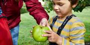 Apple Picking