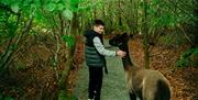 Male taking part in Alpaca Trekking at Ballyburren Outdoor Escapes