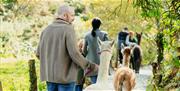 Group taking part in Alpaca Trekking at Ballyburren Outdoor Escapes