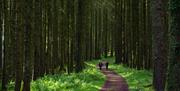 Blackslee Waterfall Trail in Lough Navar Forest