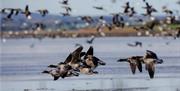 Brent Geese flying over the waters at Strangford Lough