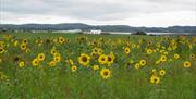 photograph showing a field of sunflowers