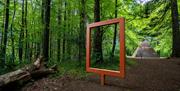 Frame at Garvagh Forest