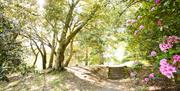 Image of a walkway and woodland steps surrounded by leafy green trees and pink flowers