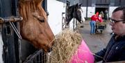 Guy feeding horse hay at the farm