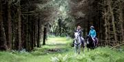 Two riding horses in a woodland