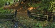 Leafy pathway through the country park