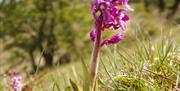 Image is a close up of a pink wild flower in a field