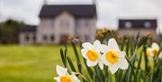 Daffodils with Quarry loft in background