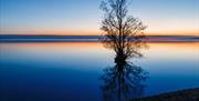 A dark lake at night with a large tree.