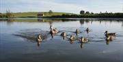 Ducks on the water