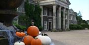 Pumpkins in front of the House