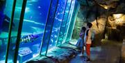 a boy and a girl looking at fish in the tank