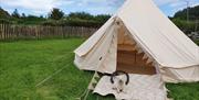 Escape Glamping tent with dog sitting at entrance