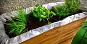 A small herb garden.